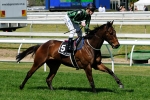 Craig Williams To Ride Alcopop in Mackinnon Stakes 2012
