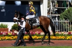 Can Anacheeva go from Caulfield to Rosehill Guineas Winner in 2011?