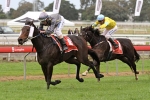 Lights Of Heaven Can Win Melbourne Cup 2012 – Boss