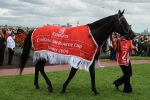 Melbourne Cup Winner Shocking Retired to Stud