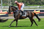 13 Straight in Three States but Black Caviar Staying Put for Now