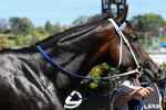 Black Caviar Tops 2011 TJ Smith Stakes Nominations