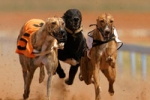 Impact of full Federal Court Ruling on Race Fields Fees for Greyhound Racing in NSW