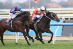 Caulfield Cup Hopes Lead Naturalism Stakes 2014 Field
