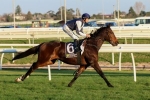 Will Stipulate Earn His First Group One Win in the Caulfield Cup 2014?