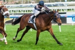 Mr O’Ceirin In Peak Condition for 2014 Doomben Cup