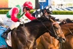 Rebel Dane Leads 2014 All Aged Stakes Odds
