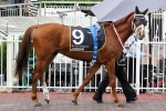 Junoob and Who Shot Thebarman Straight to Melbourne Cup
