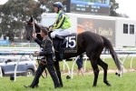Lucia Valentina 2014 Melbourne Cup Horse to Beat