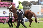 McDonald Will Saddle Willing Foe for First Time in 2014 Melbourne Cup