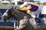 Steel Zip Ready for Sunshine Coast Cup