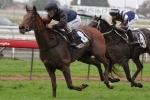 Retired Quintessential out of Caulfield Cup Field 2013