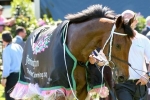 2014 Melbourne Cup: Why Who Shot Thebarman Can Run Top 3