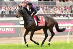 Melbourne Cup Barriers 2013 – Fiorente Favourite in 5