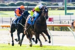 2013 Caulfield Guineas Favourite Prince Harada to Hit Out