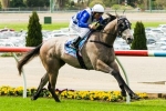 Divine Calling Heads Tight 2013 Stutt Stakes Betting Market