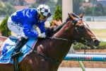 Boss Expecting Competitive Chivalry in McNeil Stakes