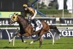 Tavago Over Hill Into 2016 Underwood Stakes