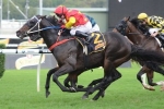 2015 All Aged Stakes Winner Dissident Bows Out a Champ
