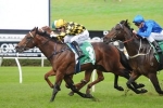 Spill The Beans Ready for Hawkesbury Guineas
