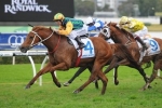 Tiger Tees Tops 2014 Tramway Stakes Field