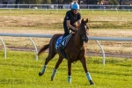 Red Cadeaux Can Deliver First Melbourne Cup Win