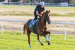 Can Red Cadeaux Win the Melbourne Cup 2014 on his Fourth Attempt?
