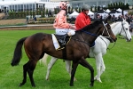 Highly Recommended Shadows Star Stablemate Black Caviar